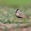 Skrivan obojkovy - Eremopterix nigriceps - Black-crowned Sparrow-Lark 3472